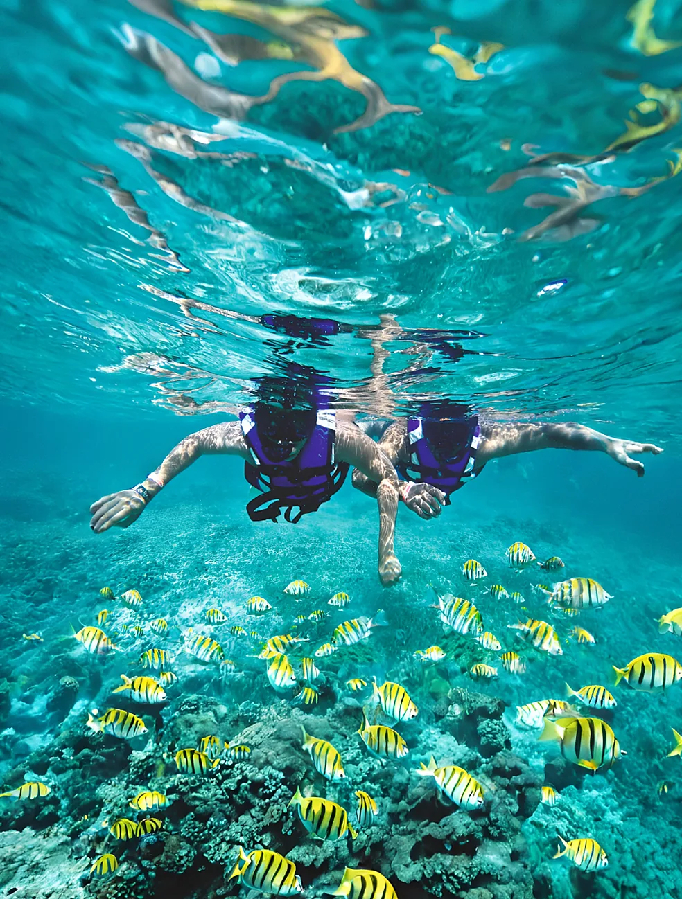 Dos personas haciendo snorkel sobre el arrecife, rodeadas de un banco de peces sargento amarillos