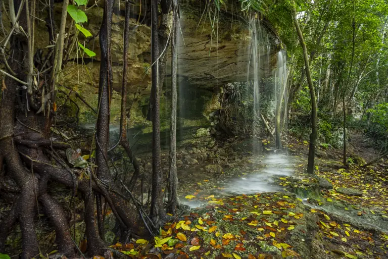 Cortina de agua en el cenote Blue Hole, entre la vegetación de Scape Park