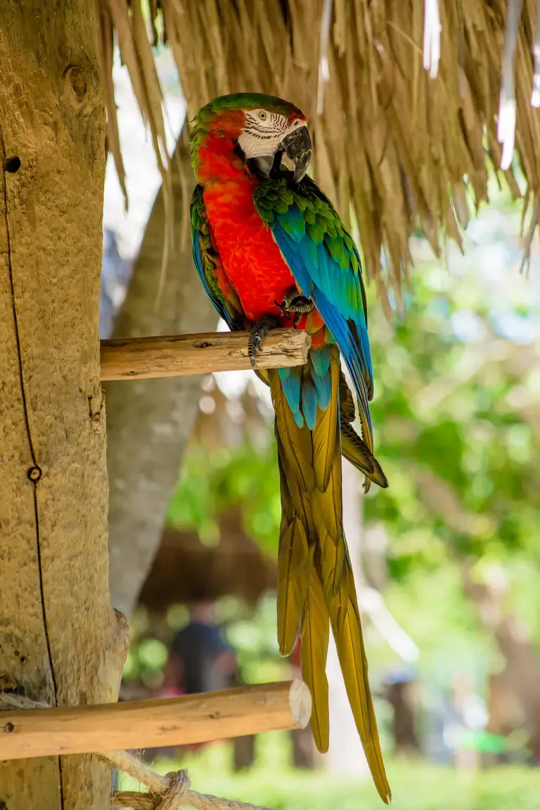 Guacamayo de plumaje rojo, amarillo y azul posado en una rama en Faunaland