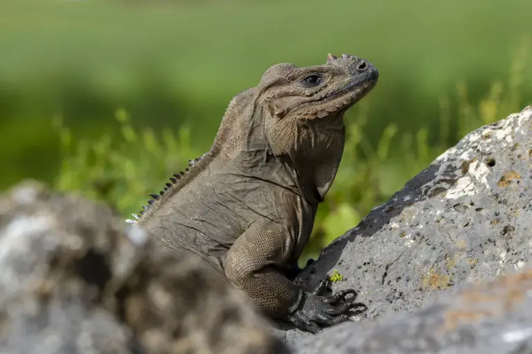 Iguana tomando el sol sobre una roca en Faunaland