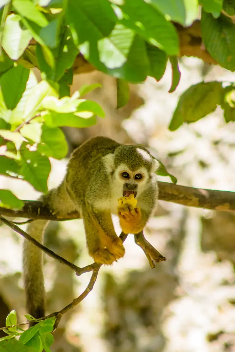 Mono ardilla entre las ramas en la selva de Punta Cana