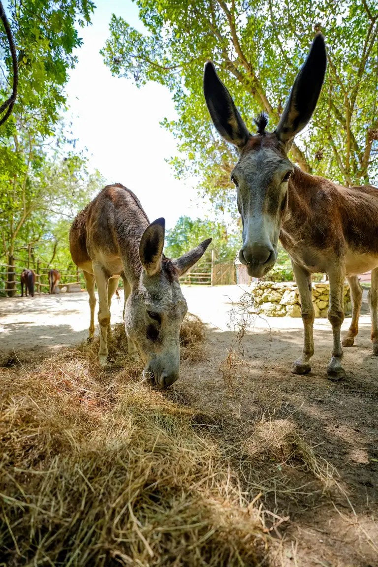 Dos burros en el sendero del parque natural de Punta Cana